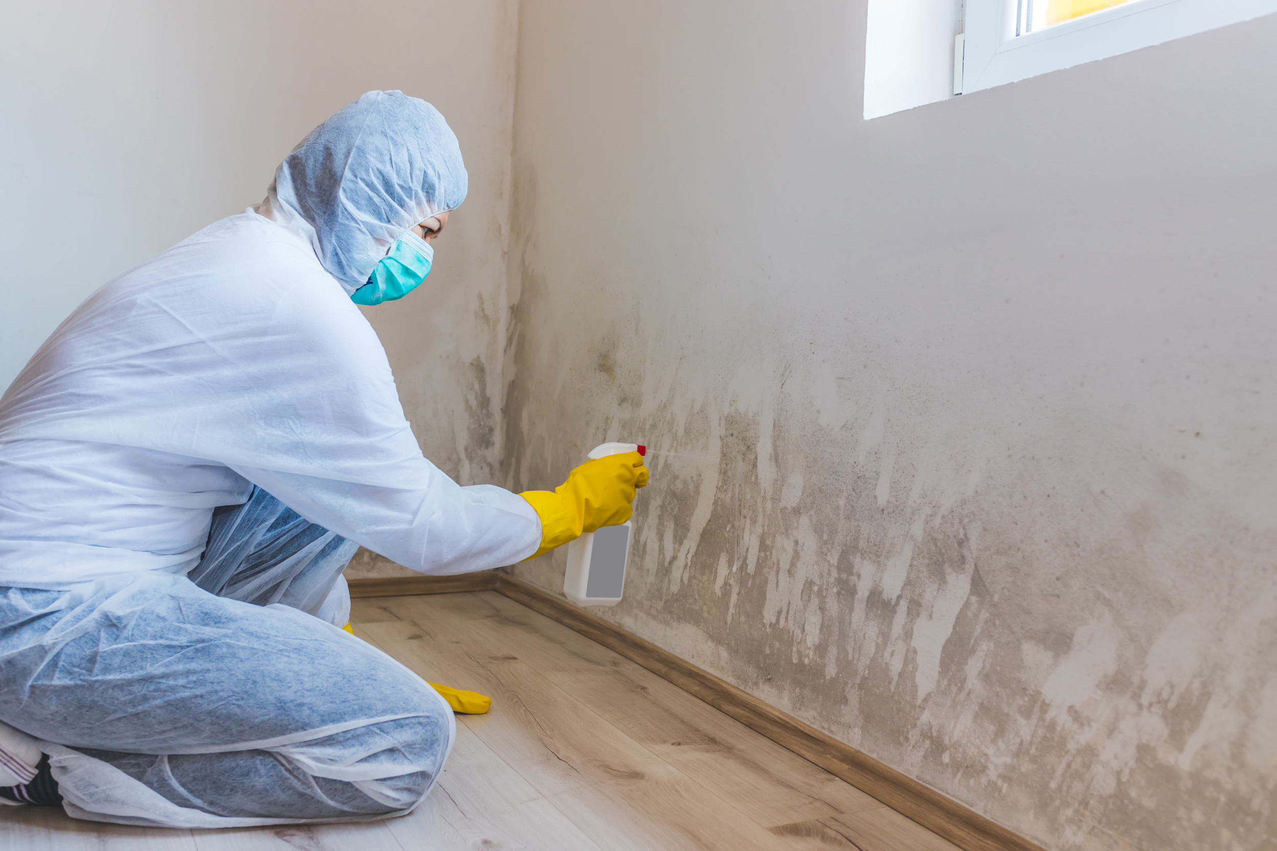 Woman removes mold from wall using spray bottle with mold remediation chemicals